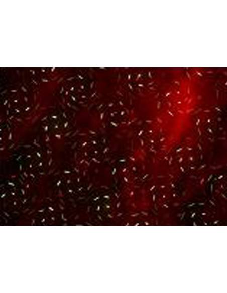 Black Label Moonlight | Mas Que Sonido